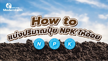 How to แบ่งปริมาณปุ๋ย NPK ให้อ้อย