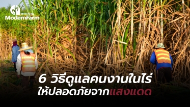 6 วิธีดูแลคนงานในไร่ ให้ปลอดภัยจากแสงแดด