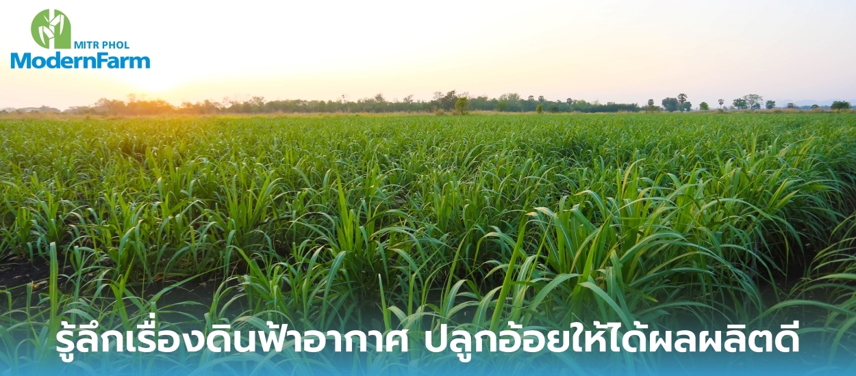 รู้ลึกเรื่องดินฟ้าอากาศ ปลูกอ้อยให้ได้ผลผลิตดี
