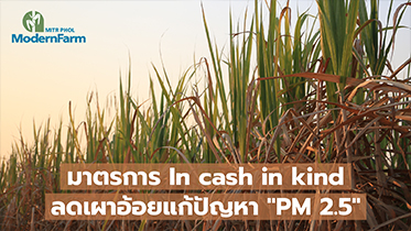มาตรการ In cash in kind ลดเผาอ้อยแก้ปัญหา PM 2.5