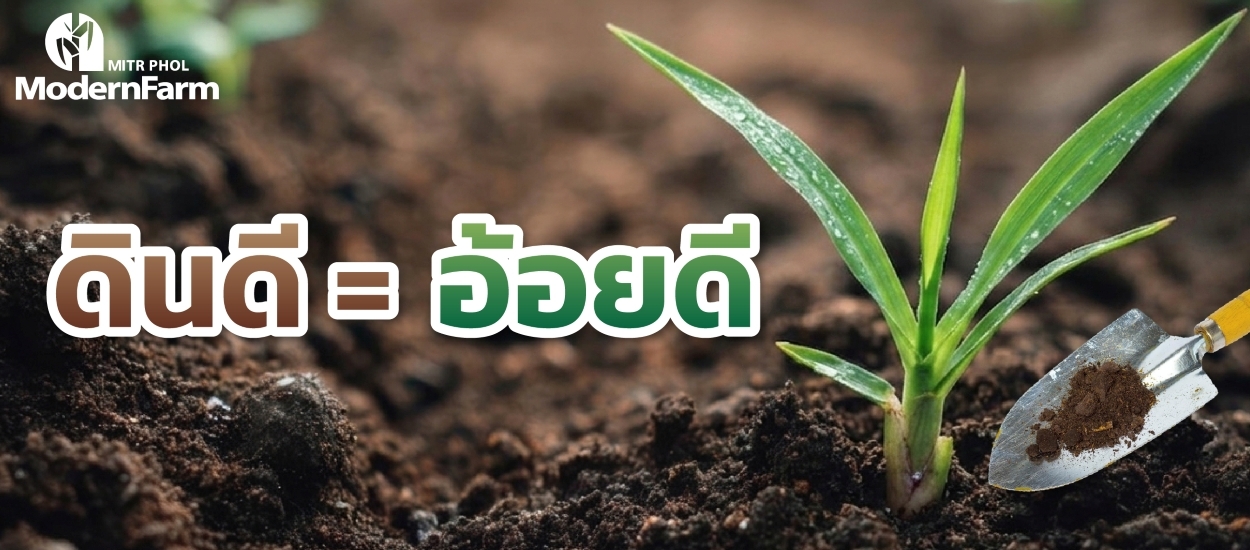 ดินดี = อ้อยดี