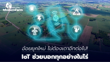 อ้อยยุคใหม่ ไม่ต้องเดาอีกต่อไป! IoT ช่วยบอกทุกอย่างในไร่