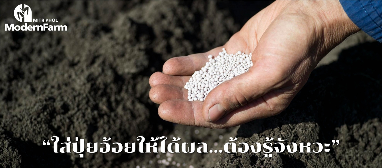 ใส่ปุ๋ยอ้อยให้ได้ผล…ต้องรู้จังหวะ