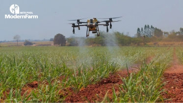 การใช้ปุ๋ยและสารชีวภาพอย่างมีประสิทธิภาพ เพื่อการผลิตอ้อยอย่างยั่งยืน