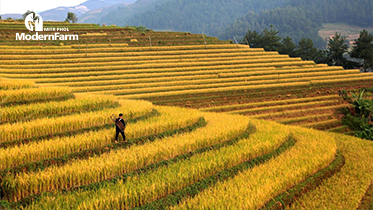 เวียดนาม ตั้งเป้าติดท็อป 15 ประเทศเกษตรกรรมชั้นนำโลก
