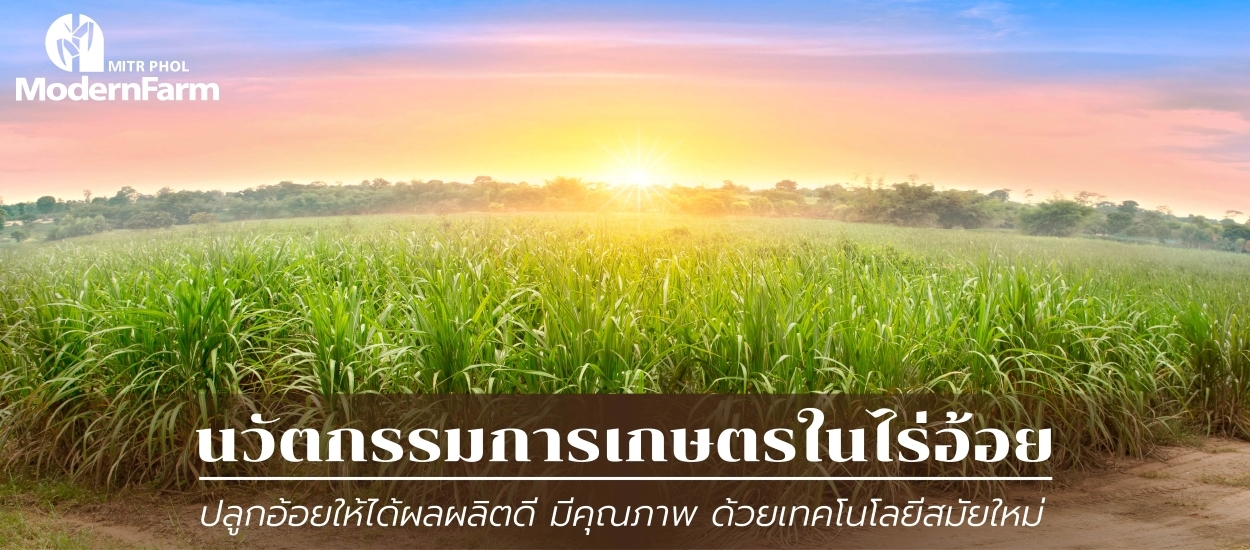 นวัตกรรมการเกษตรในไร่อ้อย ปลูกอ้อยให้ได้ผลผลิตดี มีคุณภาพ ด้วยเทคโนโลยีสมัยใหม่