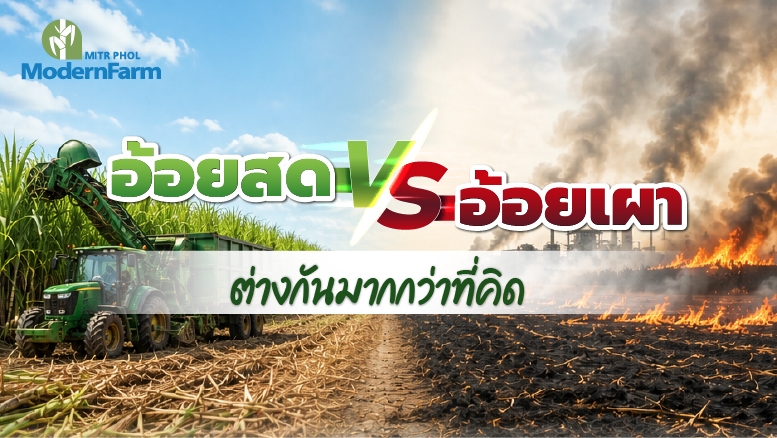 อ้อยสด VS อ้อยเผา ต่างกันมากกว่าที่คิด