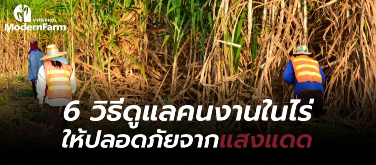 6 วิธีดูแลคนงานในไร่ ให้ปลอดภัยจากแสงแดด