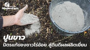 ปูนขาว มิตรแท้ของชาวไร่อ้อย สู่ดินดีผลผลิตเยี่ยม