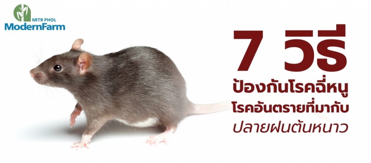 7 วิธีป้องกันโรคฉี่หนู โรคอันตรายที่มากับปลายฝนต้นหนาว