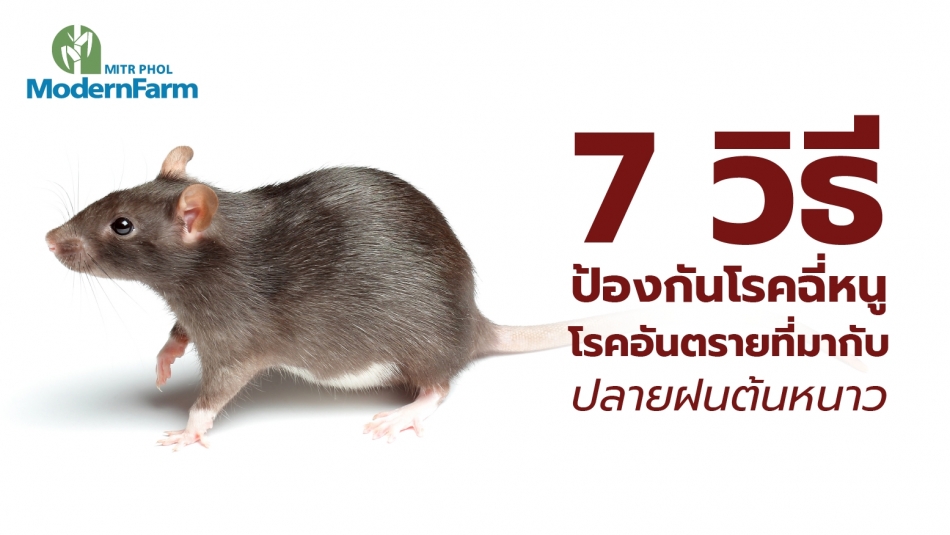 7 วิธีป้องกันโรคฉี่หนู โรคอันตรายที่มากับปลายฝนต้นหนาว