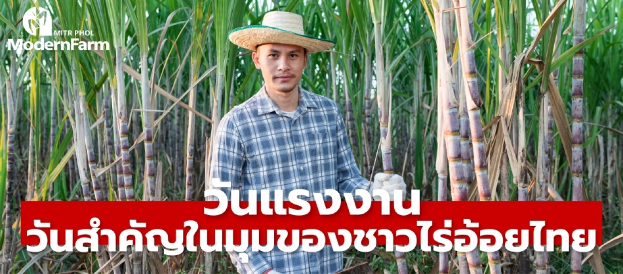 วันแรงงาน วันสำคัญในมุมของชาวไร่อ้อยไทย