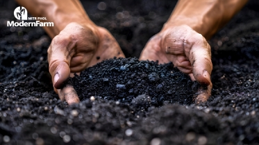Biochar ถ่านชีวภาพ ปฏิวัติการเกษตรยั่งยืนในไร่อ้อยไทย