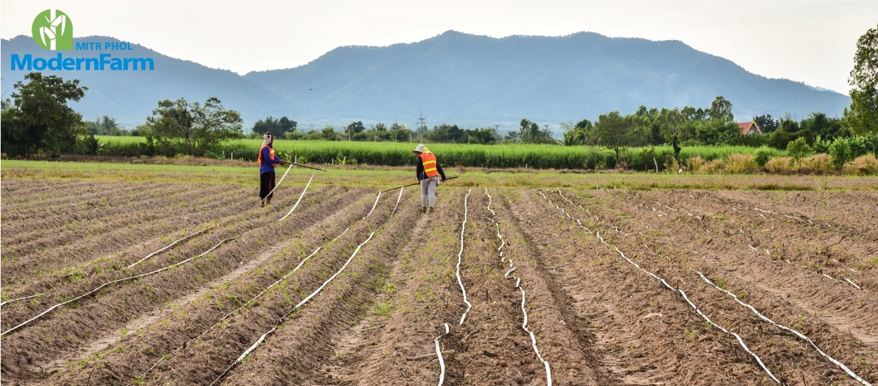 จัดการไร่อ้อยอย่างฉลาด ลดต้นทุนต่อไร่ เพิ่มกำไรแบบยั่งยืน