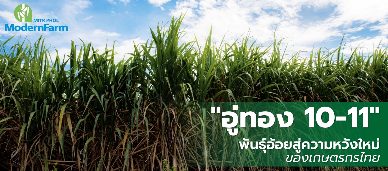 อู่ทอง 10-11 พันธุ์อ้อยใหม่สู่ความหวังใหม่ของเกษตรกรไทย