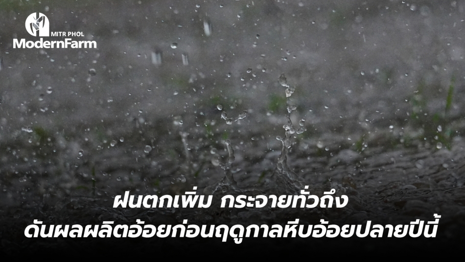 ลุ้นฝนตกเพิ่ม กระจายทั่วถึง ดันผลผลิตอ้อยก่อนฤดูกาลหีบอ้อยปลายปีนี้