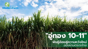 อู่ทอง 10-11 พันธุ์อ้อยใหม่สู่ความหวังใหม่ของเกษตรกรไทย