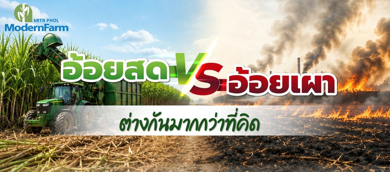 อ้อยสด VS อ้อยเผา ต่างกันมากกว่าที่คิด