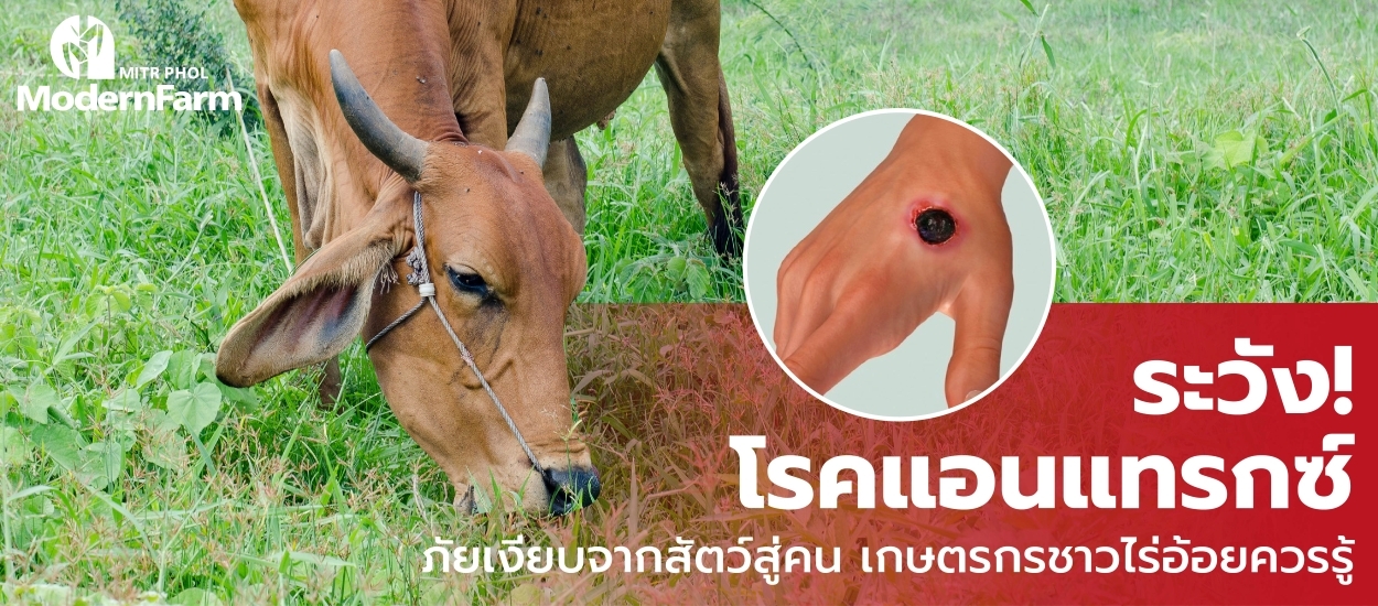 ระวัง! โรคแอนแทรกซ์ ภัยเงียบจากสัตว์สู่คน เกษตรกรชาวไร่อ้อยควรรู้