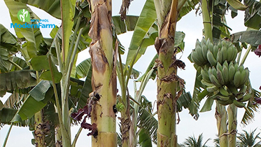 อเมซิ่งเกษตร ปลูกผักไร้ดินบนต้นกล้วย