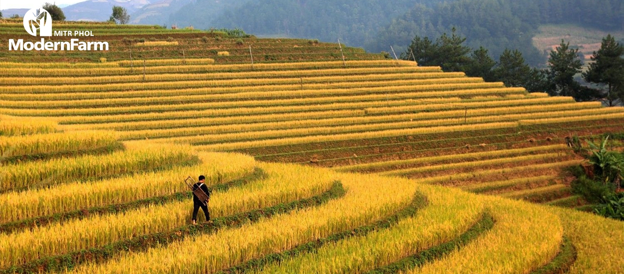 เวียดนาม ตั้งเป้าติดท็อป 15 ประเทศเกษตรกรรมชั้นนำโลก