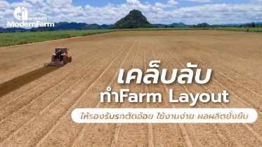 เคล็ดลับทำ Farm Layout ให้รองรับรถตัดอ้อย ใช้งานง่าย ผลผลิตยั่งยืน