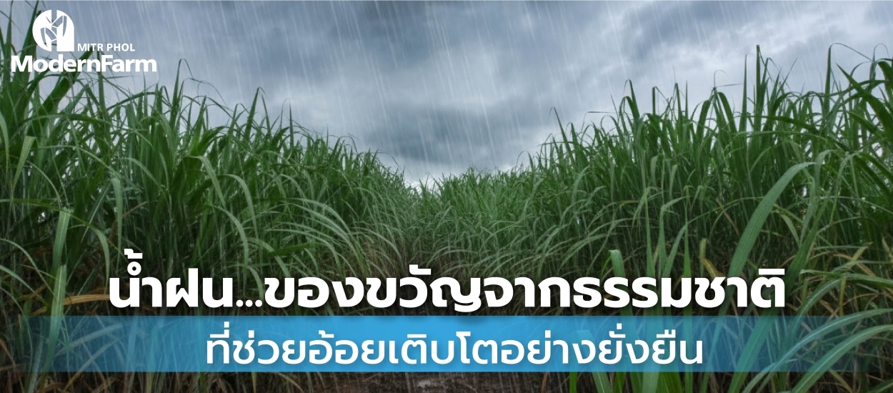 น้ำฝน…ของขวัญจากธรรมชาติที่ช่วยอ้อยเติบโตอย่างยั่งยืน