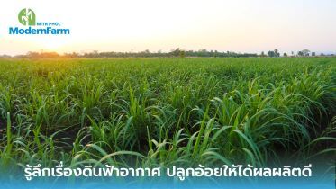 รู้ลึกเรื่องดินฟ้าอากาศ ปลูกอ้อยให้ได้ผลผลิตดี