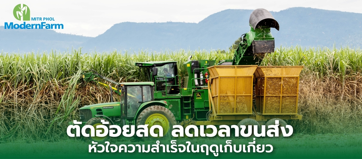 ตัดอ้อยสด ลดเวลาขนส่ง หัวใจของความสำเร็จในฤดูเก็บเกี่ยว