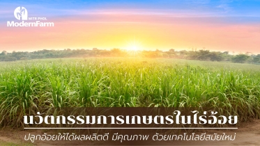 นวัตกรรมการเกษตรในไร่อ้อย ปลูกอ้อยให้ได้ผลผลิตดี มีคุณภาพ ด้วยเทคโนโลยีสมัยใหม่