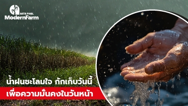 น้ำฝนชะโลมใจ กักเก็บวันนี้ เพื่อความมั่นคงในวันหน้า