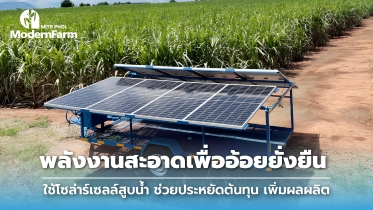 พลังงานสะอาดเพื่ออ้อยยั่งยืน ใช้โซล่าร์เซลล์สูบน้ำ ช่วยประหยัดต้นทุน เพิ่มผลผลิต