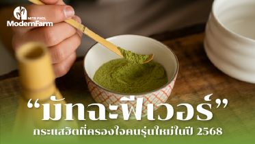 มัทฉะฟีเวอร์ กระแสฮิตที่ครองใจคนรุ่นใหม่ในปี 2568!