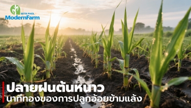 ปลายฝนต้นหนาว นาทีทองของการปลูกอ้อยข้ามแล้ง