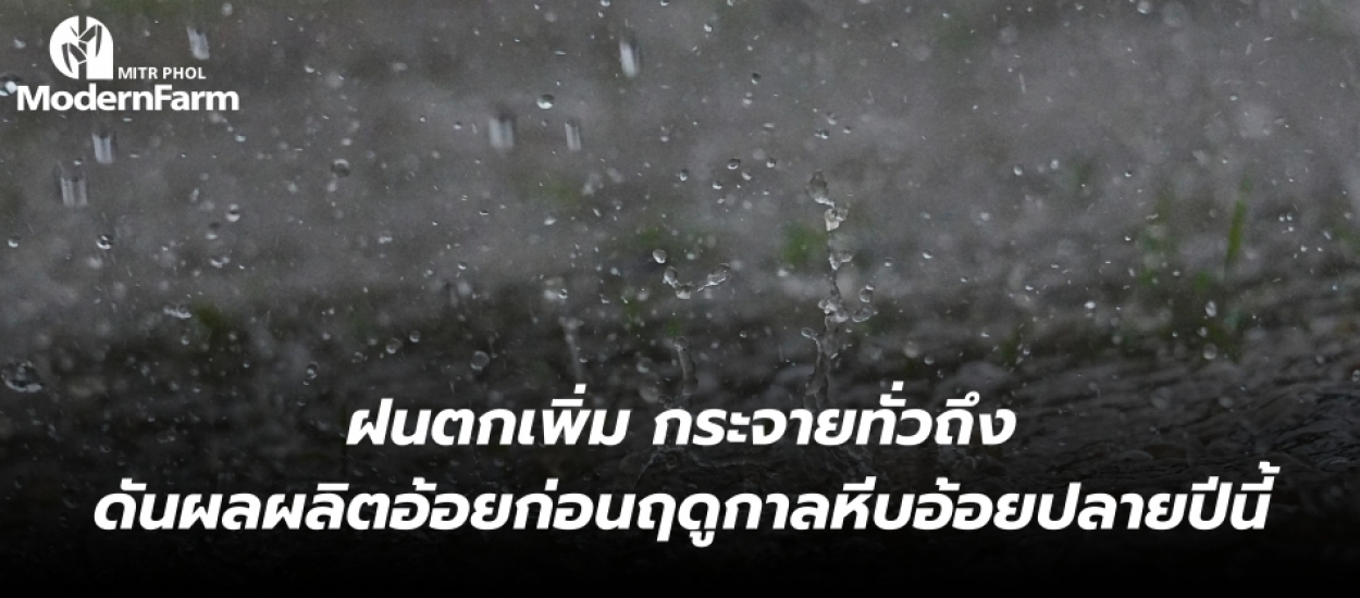 ลุ้นฝนตกเพิ่ม กระจายทั่วถึง ดันผลผลิตอ้อยก่อนฤดูกาลหีบอ้อยปลายปีนี้