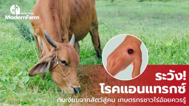 ระวัง! โรคแอนแทรกซ์ ภัยเงียบจากสัตว์สู่คน เกษตรกรชาวไร่อ้อยควรรู้