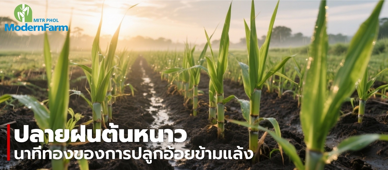 ปลายฝนต้นหนาว นาทีทองของการปลูกอ้อยข้ามแล้ง