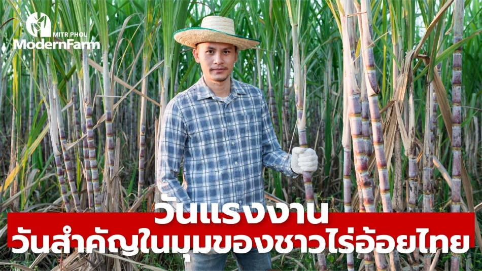 วันแรงงาน วันสำคัญในมุมของชาวไร่อ้อยไทย